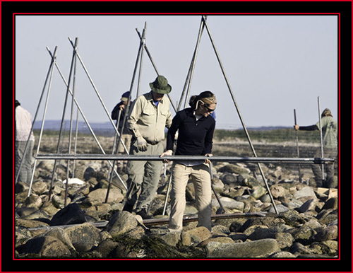 Janice Moving Poles - Petit Manan Island - Maine Coastal Islands National Wildlife Refuge