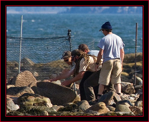 Clearing the Zone - Petit Manan Island - Maine Coastal Islands National Wildlife Refuge