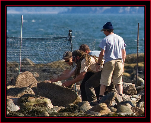 Clearing the Zone - Petit Manan Island - Maine Coastal Islands National Wildlife Refuge