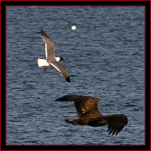 Laughing Gull & Juvenile Bald Eagle - Petit Manan Island - Maine Coastal Islands National Wildlife Refuge