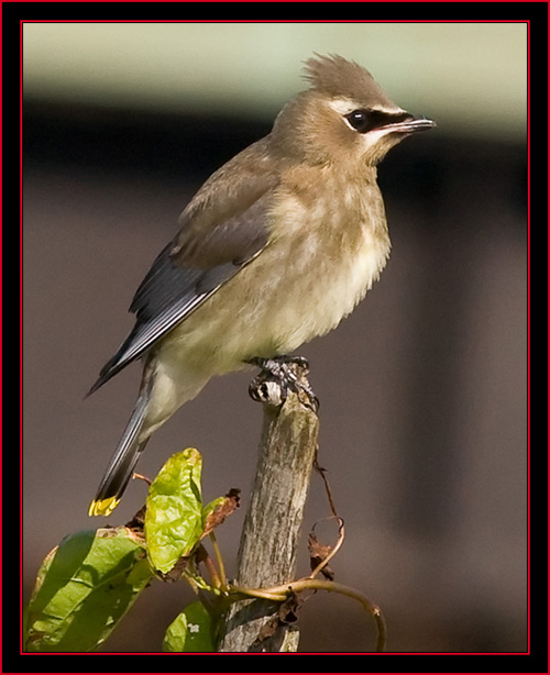 Juvenile Cedar Waxwing - Petit Manan Island - Maine Coastal Islands National Wildlife Refuge