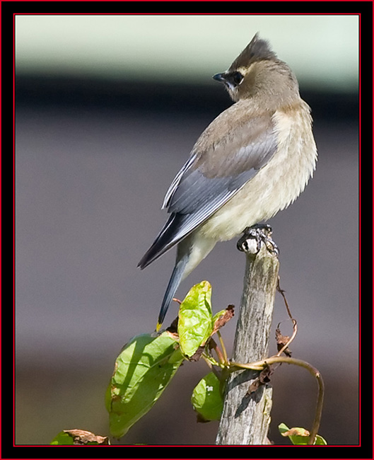 Juvenile Cedar Waxwing - Petit Manan Island - Maine Coastal Islands National Wildlife Refuge