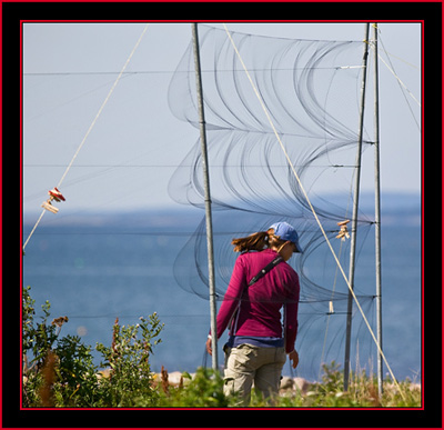 Alison Checking the Capture Zone - Petit Manan Island - Maine Coastal Islands National Wildlife Refuge