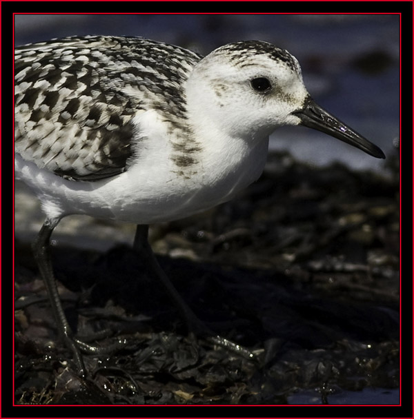 Sanderling - Petit Manan Island - Maine Coastal Islands National Wildlife Refuge