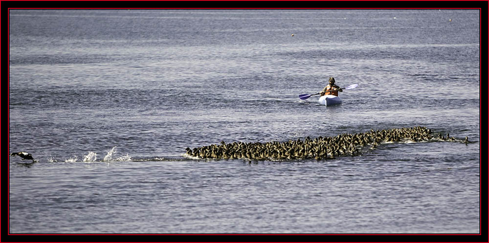 Eider Making a Break... - Petit Manan Island - Maine Coastal Islands National Wildlife Refuge