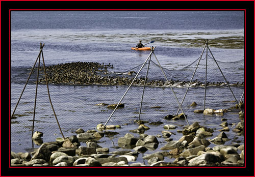 Steve Moving the Flock into the Barrier - Petit Manan Island - Maine Coastal Islands National Wildlife Refuge