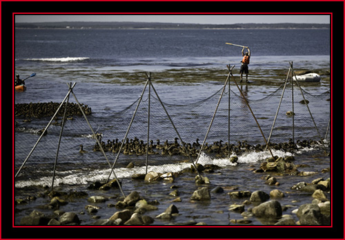 Steve & Kelsey Moving the Flock into the Barrier - Petit Manan Island - Maine Coastal Islands National Wildlife Refuge