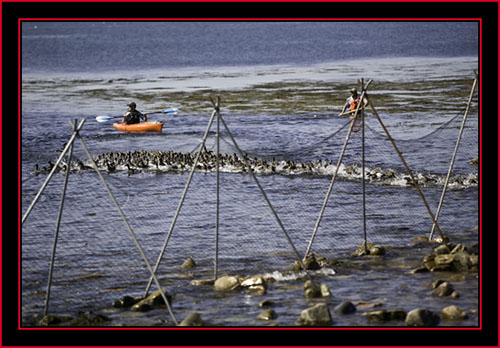 Steve & Kelsey Moving the Flock into the Barrier - Petit Manan Island - Maine Coastal Islands National Wildlife Refuge