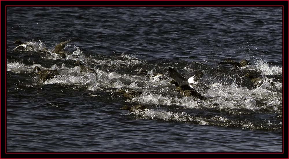 The Eider Flock Scrambling... - Petit Manan Island - Maine Coastal Islands National Wildlife Refuge