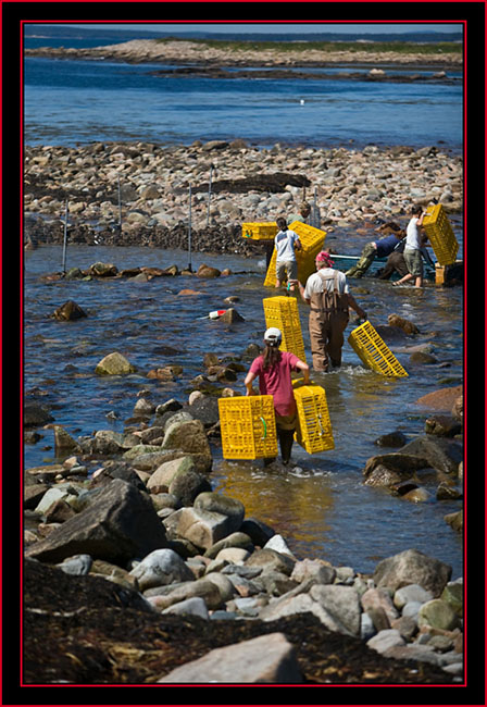 Moving in the Crates - Petit Manan Island - Maine Coastal Islands National Wildlife Refuge