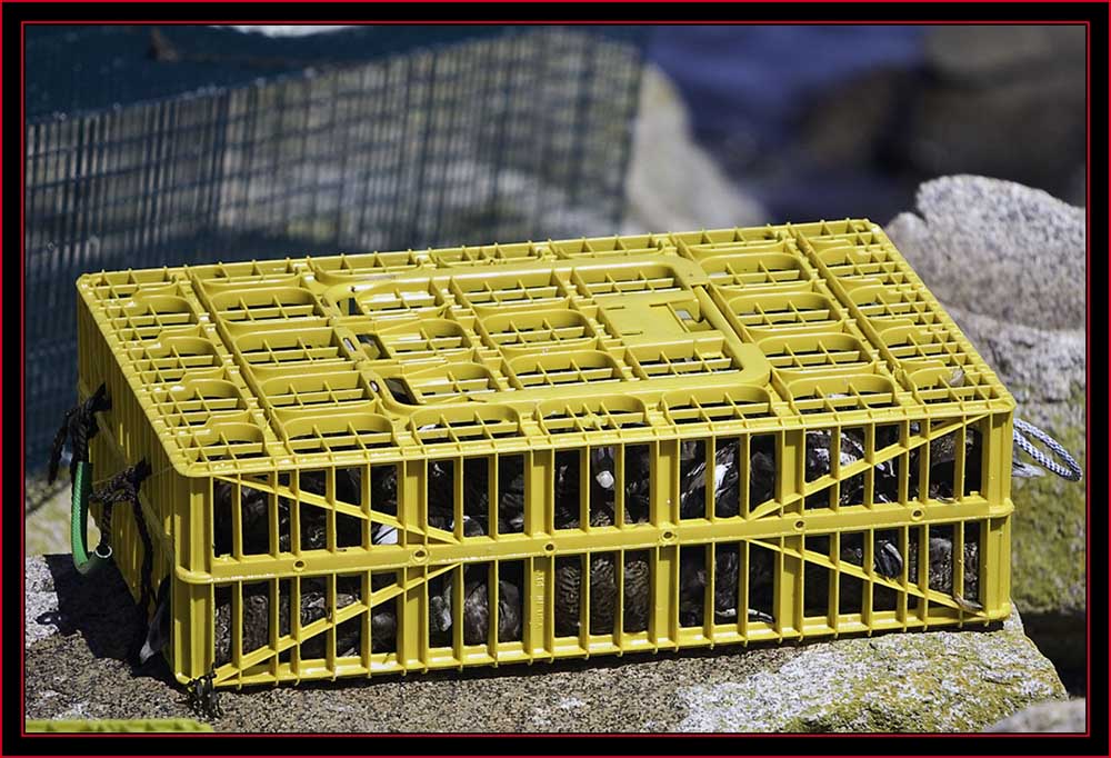 Eider Crate on Shore - Petit Manan Island - Maine Coastal Islands National Wildlife Refuge