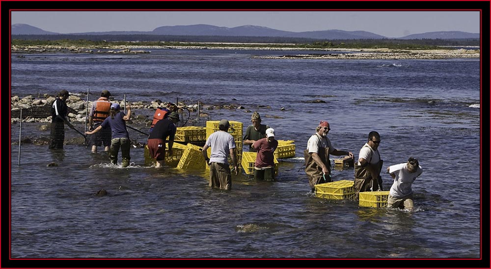 Moving the Crates to Shore - Petit Manan Island - Maine Coastal Islands National Wildlife Refuge