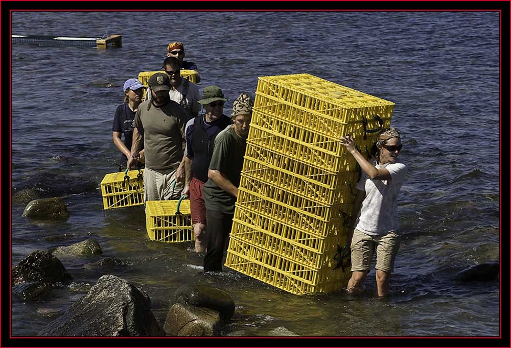 Eider Moving Crew - Petit Manan Island - Maine Coastal Islands National Wildlife Refuge