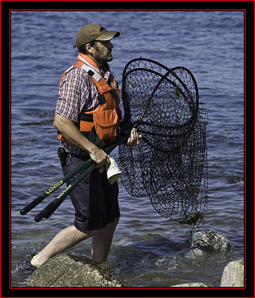 Kelsey with Capture Nets - Petit Manan Island - Maine Coastal Islands National Wildlife Refuge