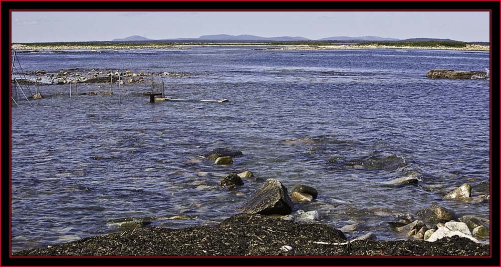 Capture Zone After the Round-up & Incoming Tide - Petit Manan Island - Maine Coastal Islands National Wildlife Refuge