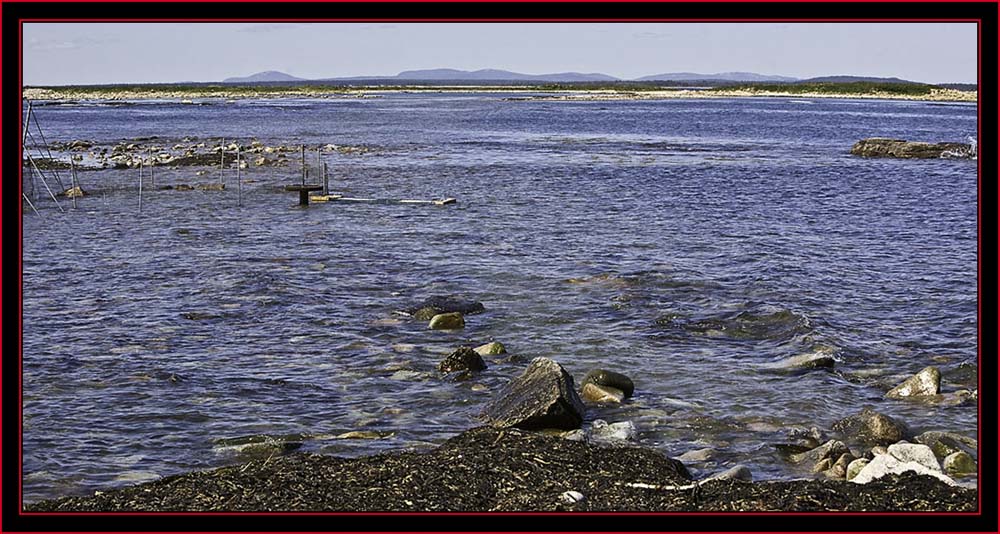 Capture Zone After the Round-up & Incoming Tide - Petit Manan Island - Maine Coastal Islands National Wildlife Refuge