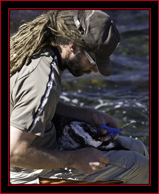 Brian Banding - Petit Manan Island - Maine Coastal Islands National Wildlife Refuge