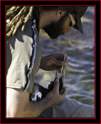 Brian Conducting a Pharyngeal Swab - Petit Manan Island - Maine Coastal Islands National Wildlife Refuge