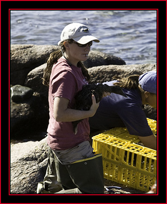 Pam with Eider - Petit Manan Island - Maine Coastal Islands National Wildlife Refuge