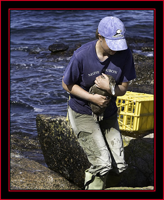 Alison with Eider - Petit Manan Island - Maine Coastal Islands National Wildlife Refuge