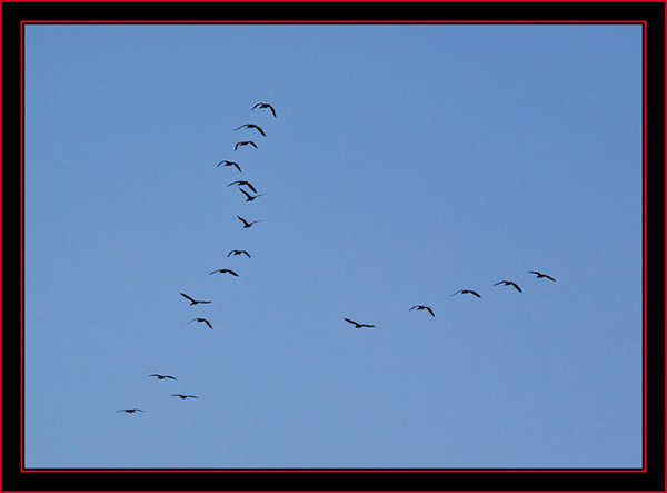 Birds in Flight - Petit Manan Island - Maine Coastal Islands National Wildlife Refuge
