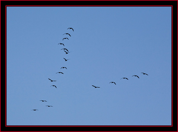 Birds in Flight - Petit Manan Island - Maine Coastal Islands National Wildlife Refuge