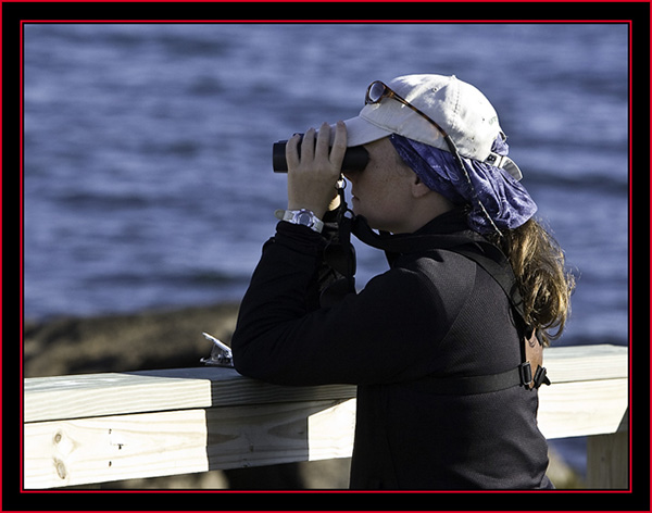 Pam Loring - USFWS - Petit Manan Island - Maine Coastal Islands National Wildlife Refuge