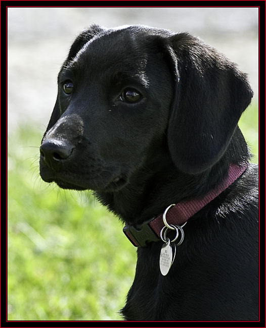 Linda's Dog Boo at Headquarters