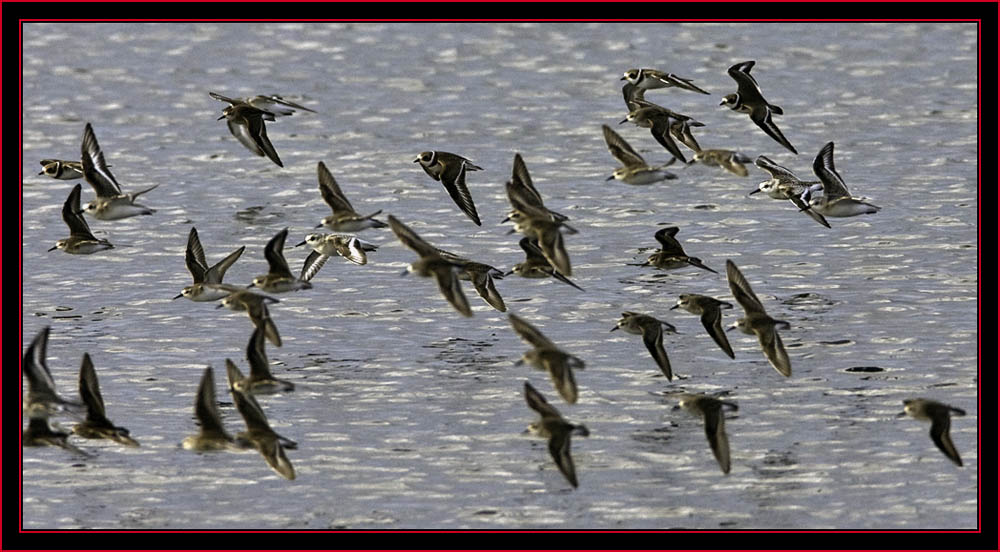 Shorebird Flight, Semipalmated Plovers & Sandpipers - Maine Coastal Islands National Wildlife Refuge