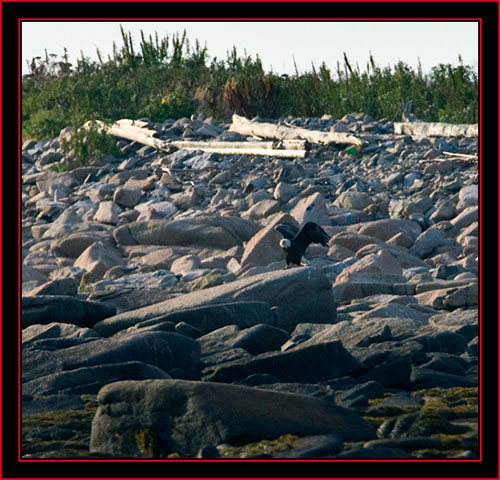 Bald Eagle on Green Island - Maine Coastal Islands National Wildlife Refuge