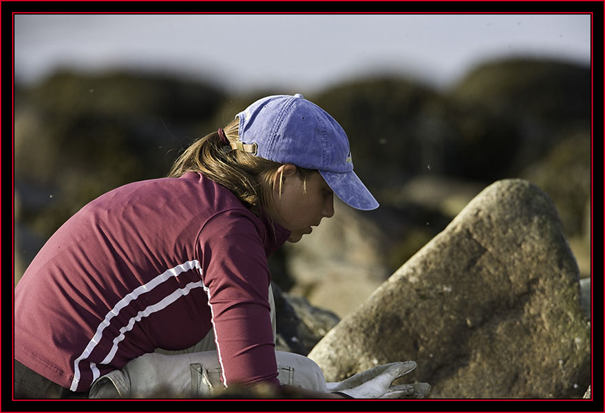 Alison Kocek, Fall Songbird Migration Technician - Petit Manan Island - Maine Coastal Islands National Wildlife Refuge