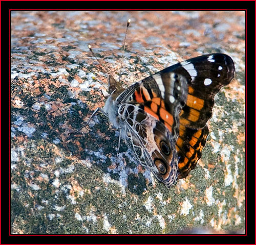 American Lady - Petit Manan Island - Maine Coastal Islands National Wildlife Refuge