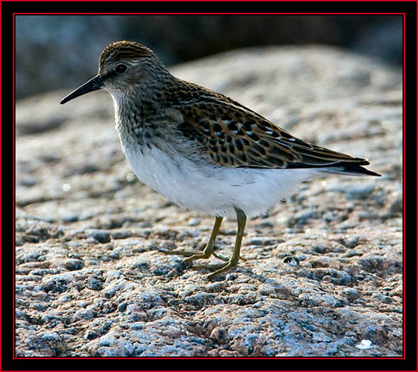 Least Sandpiper - Petit Manan Island - Maine Coastal Islands National Wildlife Refuge