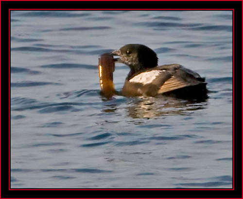 The Resident Black Guillemot with Red Rock Eel - Maine Coastal Islands National Wildlife Refuge