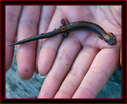 Eastern Red-backed Salamander - Petit Manan Island - Maine Coastal Islands National Wildlife Refuge