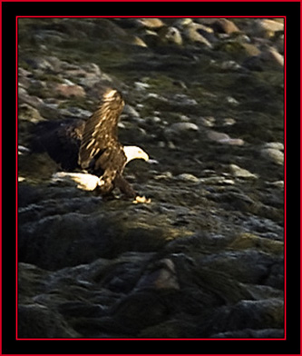 Bald Eagle on Green Island - Maine Coastal Islands National Wildlife Refuge