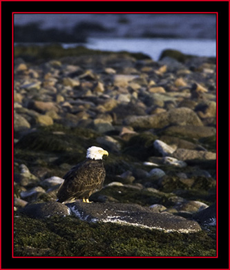 Bald Eagle on Green Island - Maine Coastal Islands National Wildlife Refuge