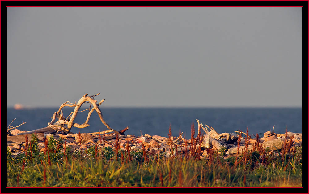 Land & Sea View - Petit Manan Island - Maine Coastal Islands National Wildlife Refuge