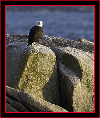 Bald Eagle on Green Island - Maine Coastal Islands National Wildlife Refuge