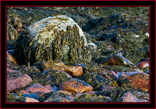 Rocks & Kelp at Low Water - Petit Manan Island - Maine Coastal Islands National Wildlife Refuge