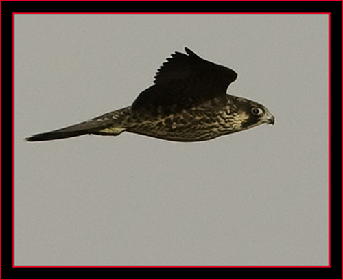 Peregrine Falcon - Petit Manan Island - Maine Coastal Islands National Wildlife Refuge