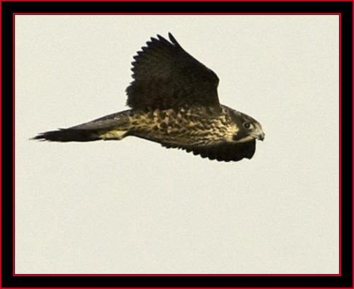 Peregrine Falcon - Petit Manan Island - Maine Coastal Islands National Wildlife Refuge