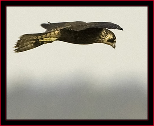 Peregrine Falcon - Petit Manan Island - Maine Coastal Islands National Wildlife Refuge