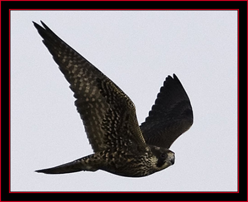 Peregrine Falcon - Petit Manan Island - Maine Coastal Islands National Wildlife Refuge