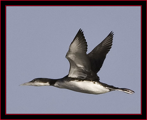 Common Loon - Petit Manan Island - Maine Coastal Islands National Wildlife Refuge