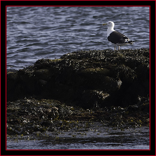 Great Black-backed Gull - Petit Manan Island - Maine Coastal Islands National Wildlife Refuge