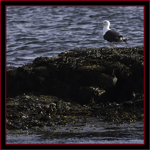 Great Black-backed Gull - Petit Manan Island - Maine Coastal Islands National Wildlife Refuge