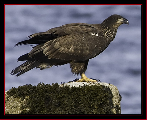 Juvenile Bald Eagle - Petit Manan Island - Maine Coastal Islands National Wildlife Refuge