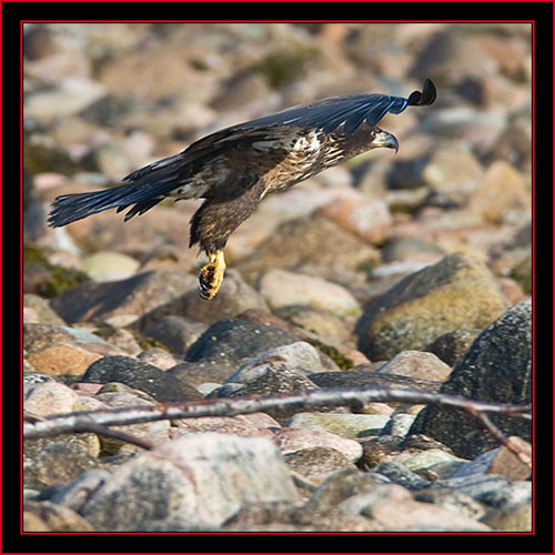 Juvenile Bald Eagle - Petit Manan Island - Maine Coastal Islands National Wildlife Refuge