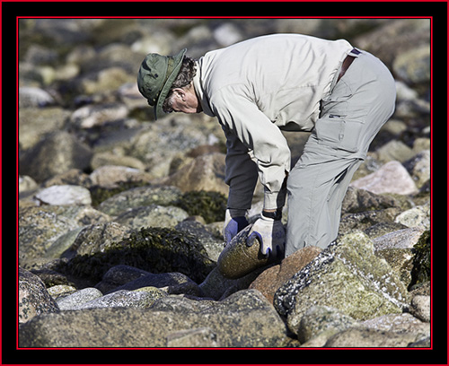 Pat Corr Clearing the Path in the Capture Zone - Petit Manan Island - Maine Coastal Islands National Wildlife Refuge